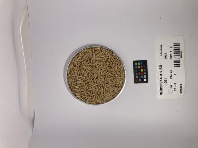 Click for 1 image(s) for this accession. SEED